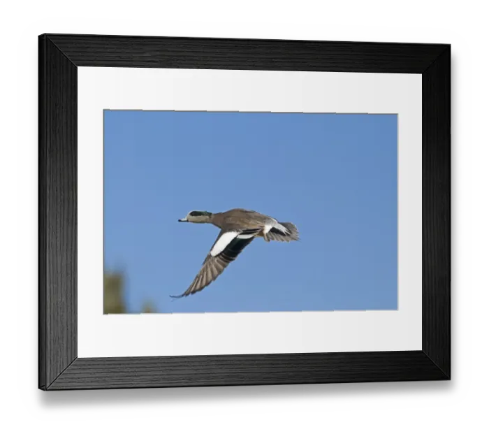 Framed Print : American Wigeon Anas americana New Mexico USA January Framed Print : American Wigeon Anas americana New Mexico USA January
