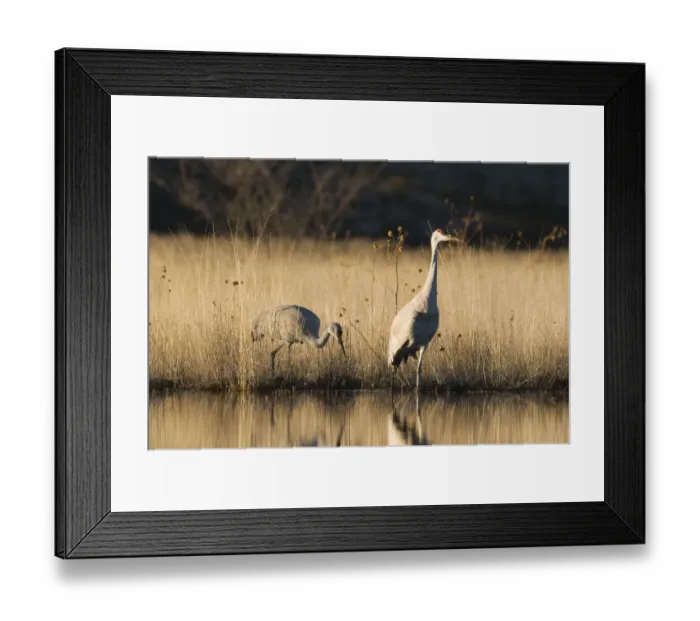 Framed Print : Sandhill Cranes Grus canadensis pair Bosque del Apache New Mexico January USA Framed Print : Sandhill Cranes Grus canadensis pair Bosque del Apache New Mexico January USA