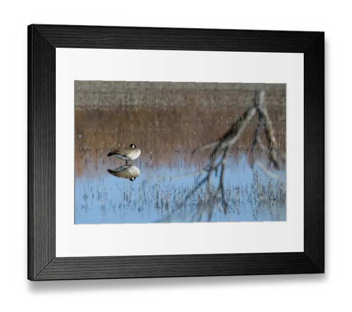 Framed Print : Canada Goose Branta canadensis Bosque del Apache New Mexico USA January Framed Print : Canada Goose Branta canadensis Bosque del Apache New Mexico USA January