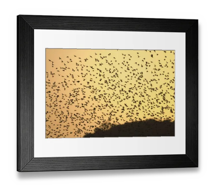 Framed Print : Starlings Sturnus vulgarus flying to roost North Norfolk UK winter Framed Print : Starlings Sturnus vulgarus flying to roost North Norfolk UK winter