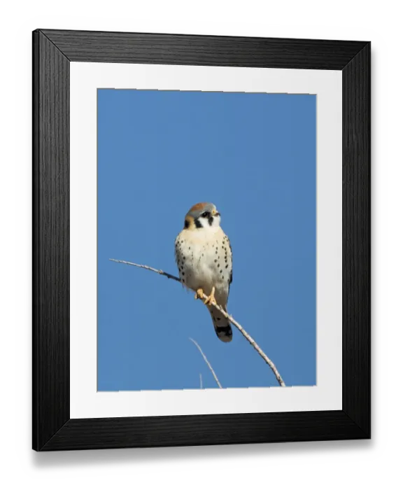 Framed Print : American Kestrel Falco sparverius male Bosque del Apache New Mexico USA January Framed Print : American Kestrel Falco sparverius male Bosque del Apache New Mexico USA January