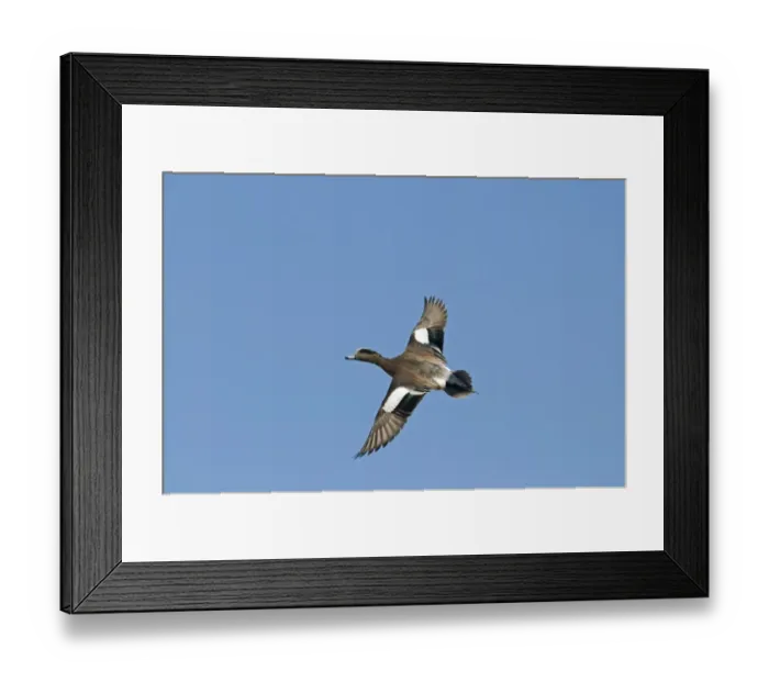 Framed Print : White Stork Ciconia ciconia coming in to land at nest Alfaro Spain June Framed Print : White Stork Ciconia ciconia coming in to land at nest Alfaro Spain June