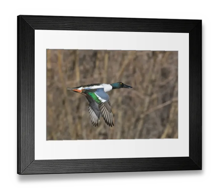 Framed Print : Shoveler Anas clypeata male Norfolk UK Framed Print : Shoveler Anas clypeata male Norfolk UK