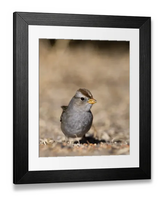 Framed Print : White-crowned Sparrow Zonotrichia leucophrys female New Mexico USA January Framed Print : White-crowned Sparrow Zonotrichia leucophrys female New Mexico USA January