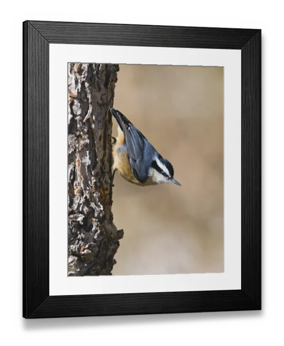 Framed Print : Red-breasted Nuthatch Sitta canadensis New Mexico USA January Framed Print : Red-breasted Nuthatch Sitta canadensis New Mexico USA January