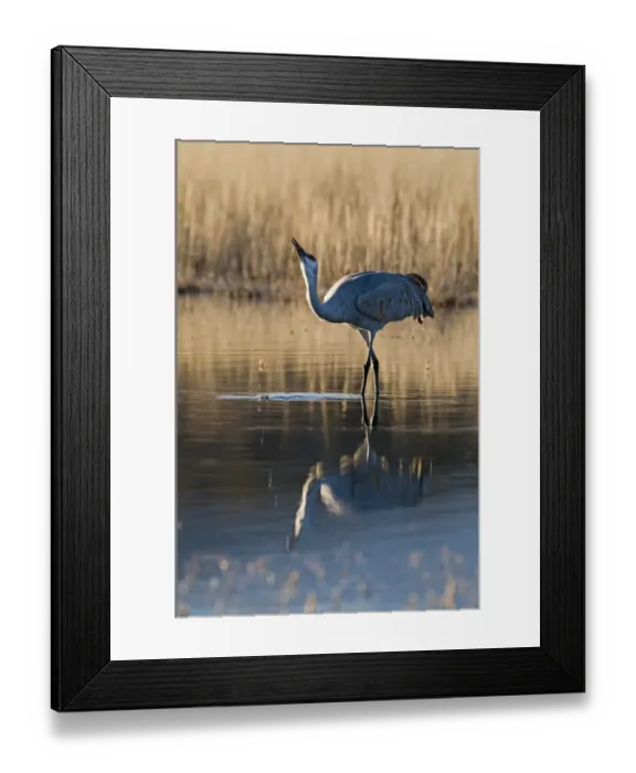 Framed Print : Sandhill Crane Grus canadensis drinking Bosque del Apache New Mexico January USA Framed Print : Sandhill Crane Grus canadensis drinking Bosque del Apache New Mexico January USA