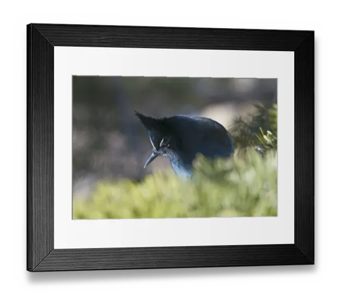 Framed Print : Stellers Jay Cyanocitta stelleri Scandia Crest Albuquerque New Mexico USA Jan Framed Print : Stellers Jay Cyanocitta stelleri Scandia Crest Albuquerque New Mexico USA Jan