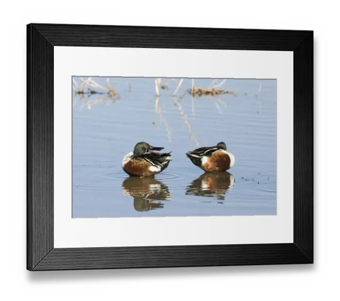 Framed Print : Shovelers Anas clypeata male Norfolk UK Framed Print : Shovelers Anas clypeata male Norfolk UK