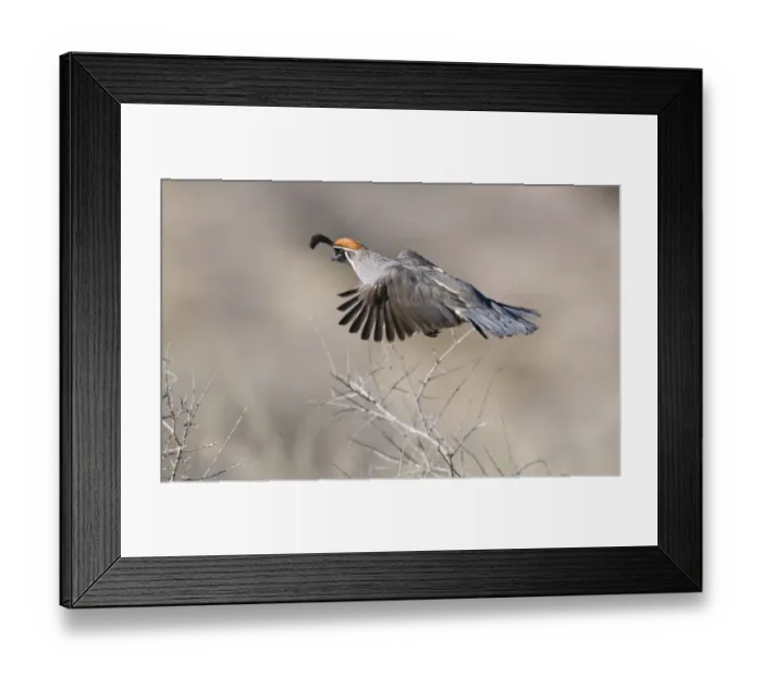 Framed Print : Gambels Quail Callipepla gambelii male Bosque del Apache New Mexico USA January Framed Print : Gambels Quail Callipepla gambelii male Bosque del Apache New Mexico USA January