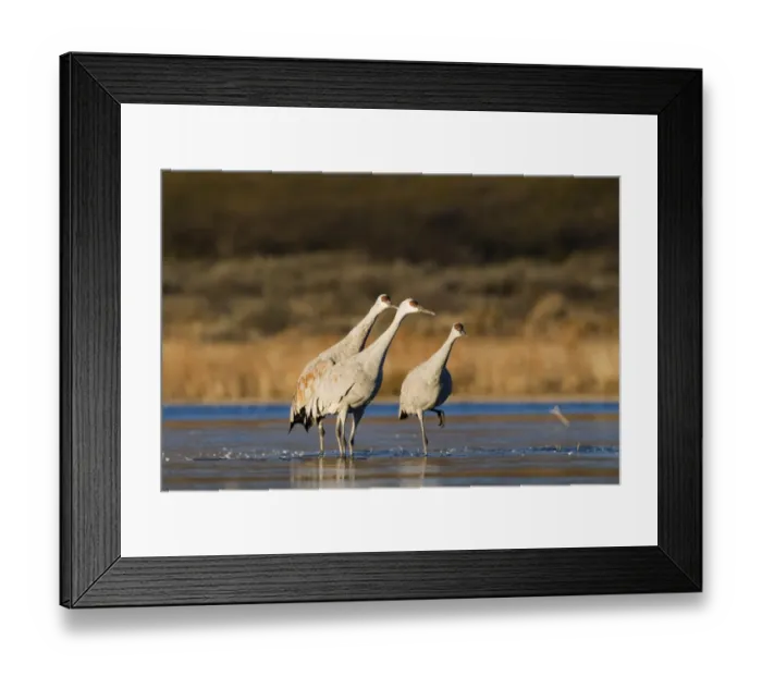 Framed Print : Sandhill Cranes Grus canadensis in posture used to signal take off Bosque del Apache Framed Print : Sandhill Cranes Grus canadensis in posture used to signal take off Bosque del Apache