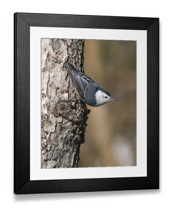 Framed Print : White-breasted Nuthatch Sitta carolinensis Scandia Crest New Mexico USA Framed Print : White-breasted Nuthatch Sitta carolinensis Scandia Crest New Mexico USA