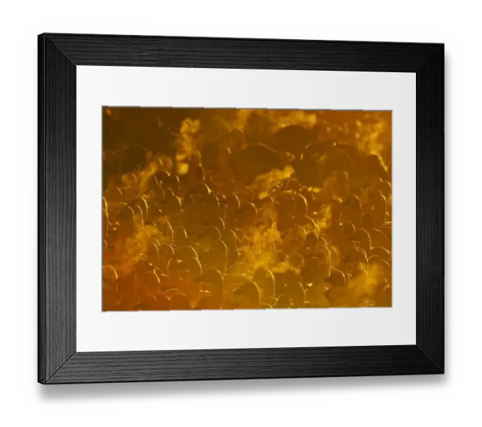 Framed Print : Snow Geese Chen caerulescens at dawn Bosque del Apache New Mexico USA January Framed Print : Snow Geese Chen caerulescens at dawn Bosque del Apache New Mexico USA January