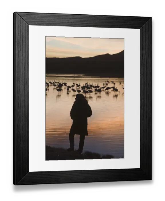 Framed Print : watching Sandhill Cranes Grus canadensis arriving on roosting pond Bosque del Apache