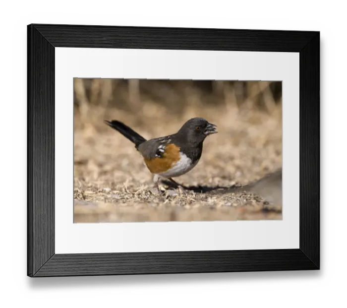 Framed Print : Spotted Towhee Pipilo maculatus New Mexico USA January Framed Print : Spotted Towhee Pipilo maculatus New Mexico USA January