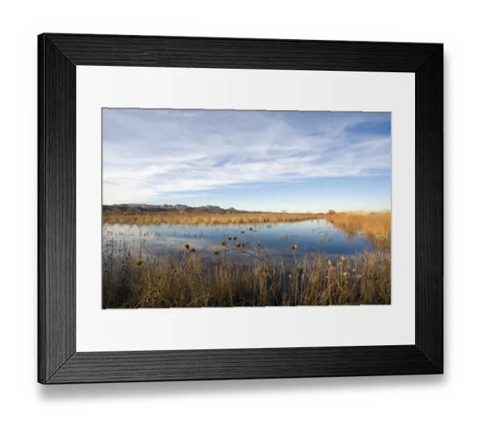 Framed Print : Bosque del Apache New Mexico USA January Framed Print : Bosque del Apache New Mexico USA January