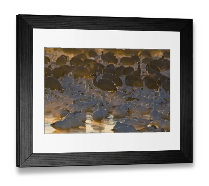 Framed Print : Snow Geese and Sandhill Cranes on roosting pond at sunrise Bosque del Apache New Framed Print : Snow Geese and Sandhill Cranes on roosting pond at sunrise Bosque del Apache New