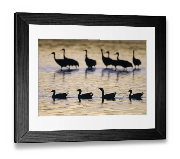 Framed Print : Snow Geese Chen caerulescens and Sandhill Cranes Grus canadensis at dawn Bosque del Framed Print : Snow Geese Chen caerulescens and Sandhill Cranes Grus canadensis at dawn Bosque del