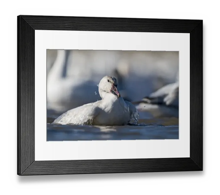 Framed Print : Snow Goose Chen caerulescens bathing Bosque del Apache New Mexico USA January Framed Print : Snow Goose Chen caerulescens bathing Bosque del Apache New Mexico USA January