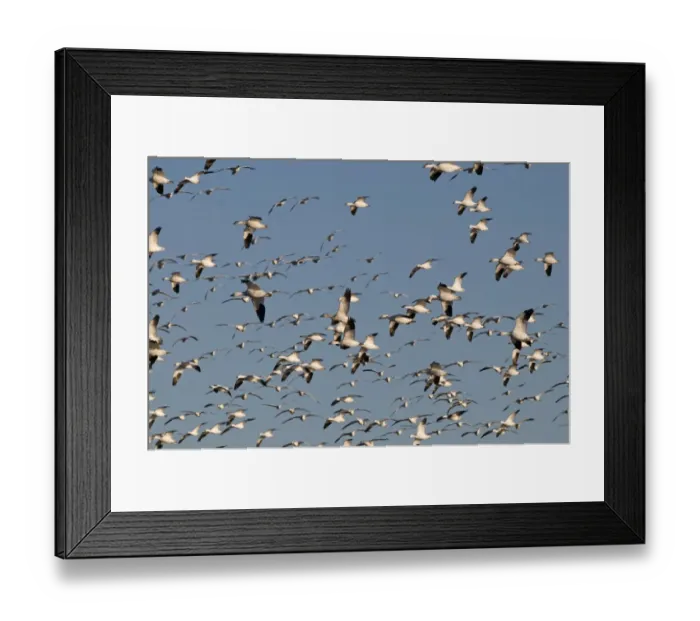 Framed Print : Snow Geese Chen caerulescens Bosque del Apache New Mexico USA January Framed Print : Snow Geese Chen caerulescens Bosque del Apache New Mexico USA January