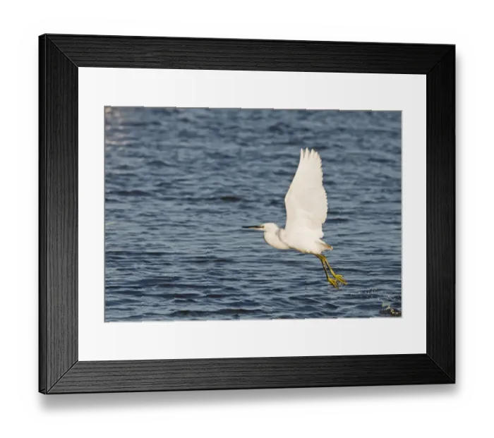 Framed Print : Little Egret Egretta garzetta Brancaster Norfolk winter Framed Print : Little Egret Egretta garzetta Brancaster Norfolk winter