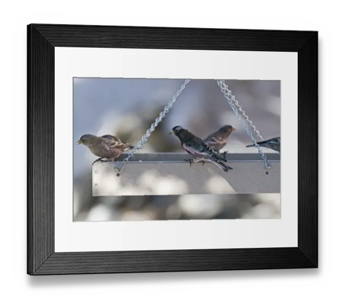 Framed Print : Black Rosy-Finch Leucosticte attata sharing bird table with Gray-crowned Rosy Finches Framed Print : Black Rosy-Finch Leucosticte attata sharing bird table with Gray-crowned Rosy Finches