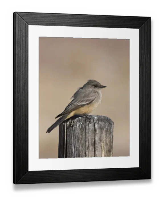 Framed Print : Says Phoebe Sayornis saya Bosque del Apache New Mexico USA January Framed Print : Says Phoebe Sayornis saya Bosque del Apache New Mexico USA January