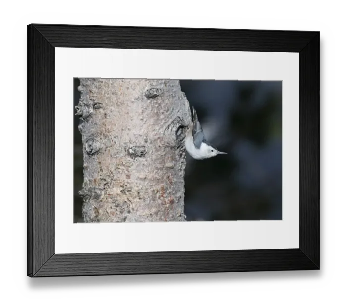 Framed Print : White-breasted Nuthatch Sitta carolinensis Scandia Crest New Mexico USA Framed Print : White-breasted Nuthatch Sitta carolinensis Scandia Crest New Mexico USA
