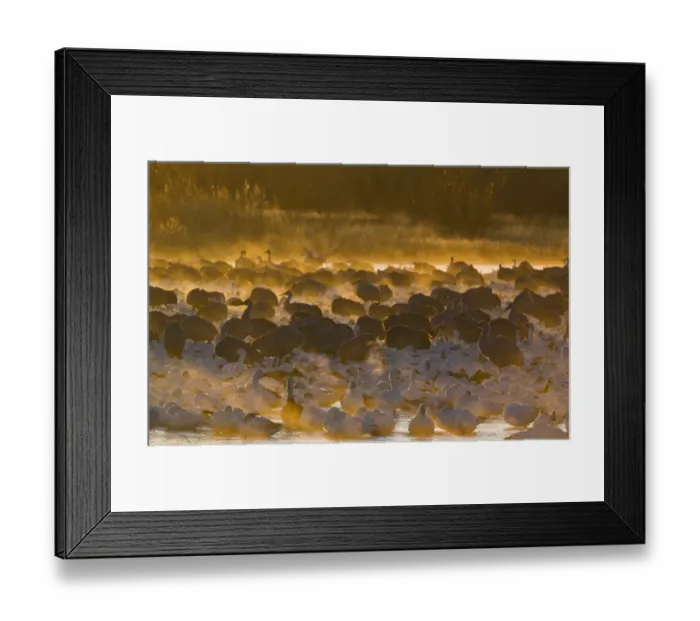 Framed Print : Snow Geese and Sandhill Cranes on roosting pond at sunrise Bosque del Apache New Framed Print : Snow Geese and Sandhill Cranes on roosting pond at sunrise Bosque del Apache New