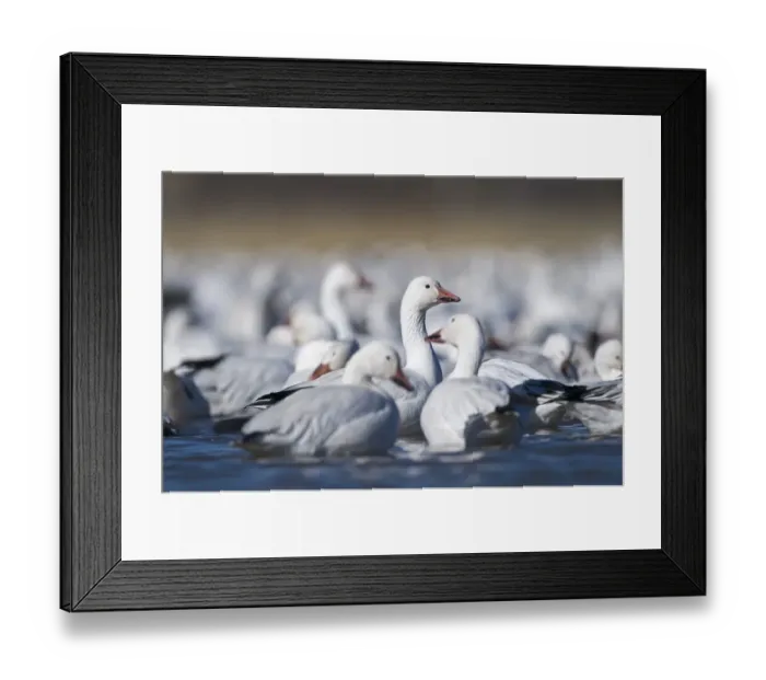 Framed Print : Snow Geese Chen caerulescens Bosque del Apache New Mexico USA January Framed Print : Snow Geese Chen caerulescens Bosque del Apache New Mexico USA January