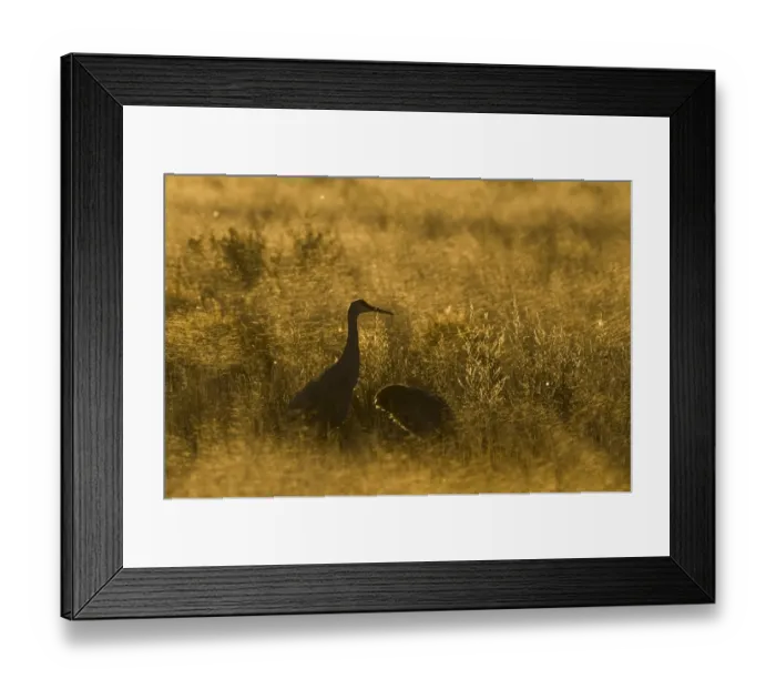 Framed Print : Sandhill Crane Grus canadensis Bosque Del Apache New Mexico USA January Framed Print : Sandhill Crane Grus canadensis Bosque Del Apache New Mexico USA January