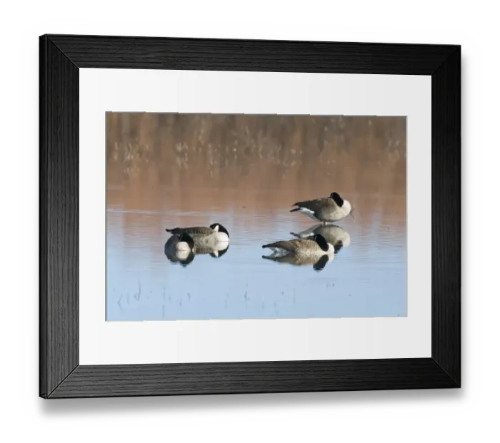 Framed Print : Canada Geese Branta canadensis Bosque del Apache New Mexico USA January