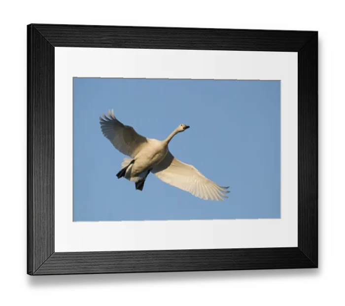 Framed Print : Bewicks Swan Cygnus columbianus coming in to land Slimbridge Glos UK winter