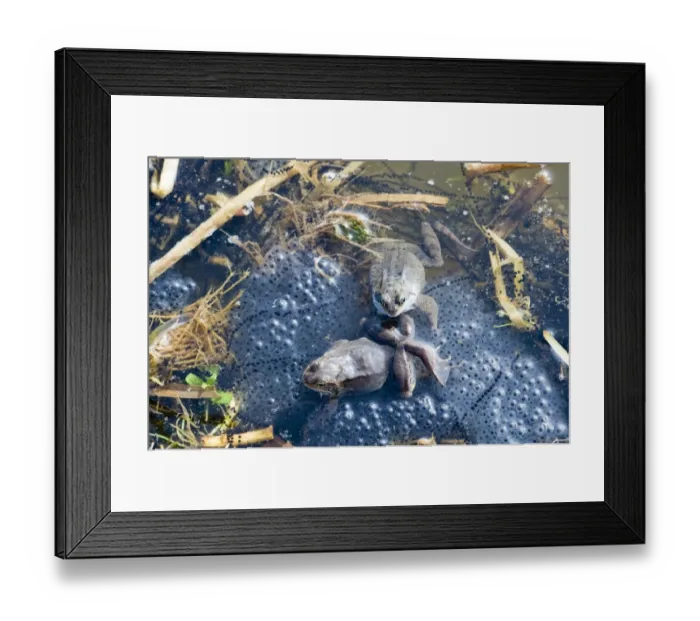 Framed Print : Common Frogs Rana temporania among both frog and toad spawn in pond in spring Norfolk Framed Print : Common Frogs Rana temporania among both frog and toad spawn in pond in spring Norfolk