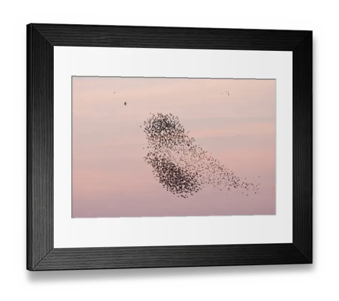 Framed Print : Peregrine Falcon Falco peregrinus hunting Starling Sturnus vulgarus flocks as they Framed Print : Peregrine Falcon Falco peregrinus hunting Starling Sturnus vulgarus flocks as they