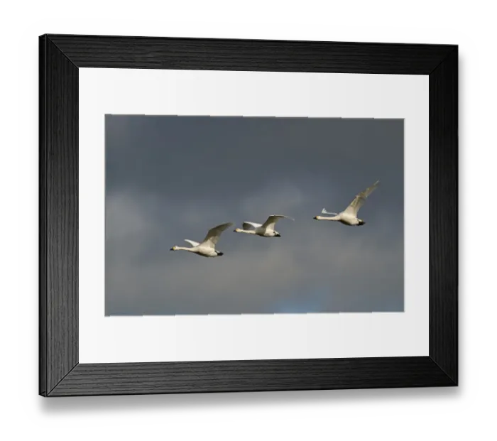 Framed Print : Bewicks Swans Cygnus columbianus against stormy sky Slimbridge Glos UK February Framed Print : Bewicks Swans Cygnus columbianus against stormy sky Slimbridge Glos UK February