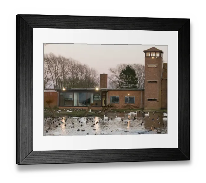 Framed Print : Wildfowl including Bewicks Swans at dusk Slimbridge Glos February Framed Print : Wildfowl including Bewicks Swans at dusk Slimbridge Glos February