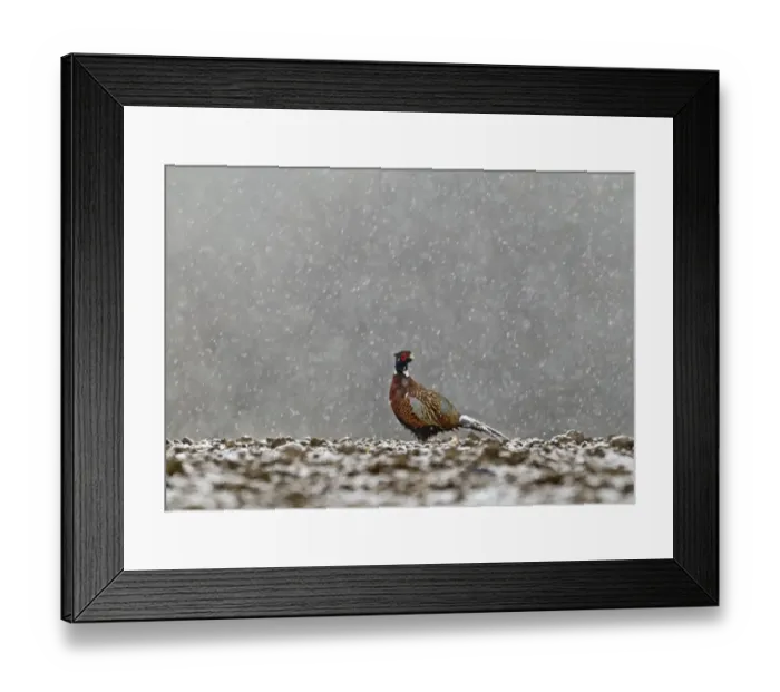 Framed Print : Pheasant Phasianus colchicus male in snow Norfolk winter Framed Print : Pheasant Phasianus colchicus male in snow Norfolk winter