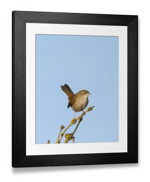 Framed Print : Cettis Warbler Cettia cetti Norfolk April Framed Print : Cettis Warbler Cettia cetti Norfolk April