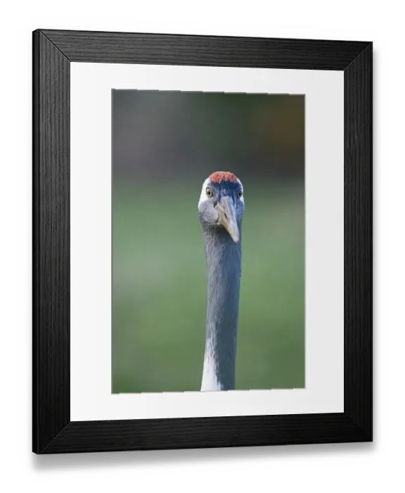 Framed Print : Common Crane Grus grus Nr Hickling Norfolk January Framed Print : Common Crane Grus grus Nr Hickling Norfolk January