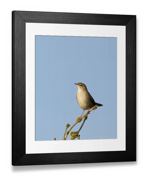 Framed Print : Cettis Warbler Cettia cetti Norfolk April Framed Print : Cettis Warbler Cettia cetti Norfolk April