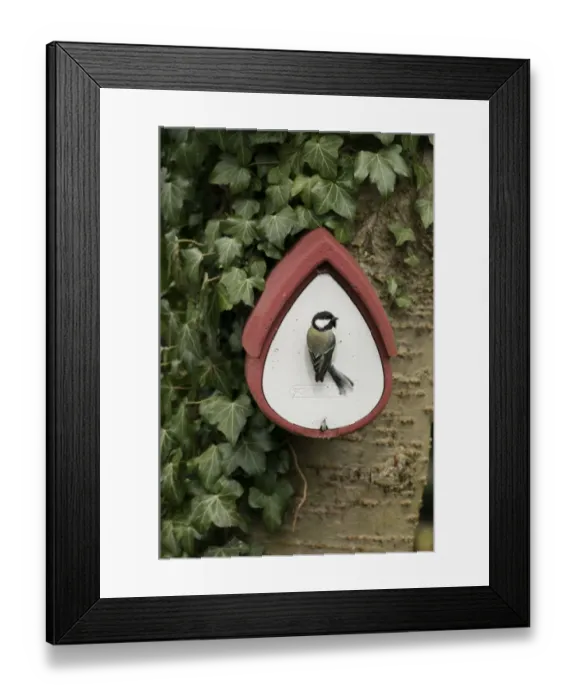 Framed Print : Great Tit Parus major at nest box Norfolk UK Framed Print : Great Tit Parus major at nest box Norfolk UK
