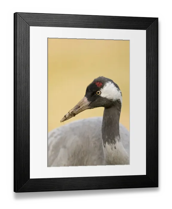 Framed Print : Common Crane Grus grus feeding in potato field near Lakenheath Norfolk spring