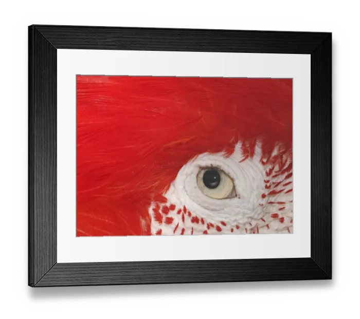 Framed Print : Green-winged Macaw Ara chloroptera eye detail Framed Print : Green-winged Macaw Ara chloroptera eye detail