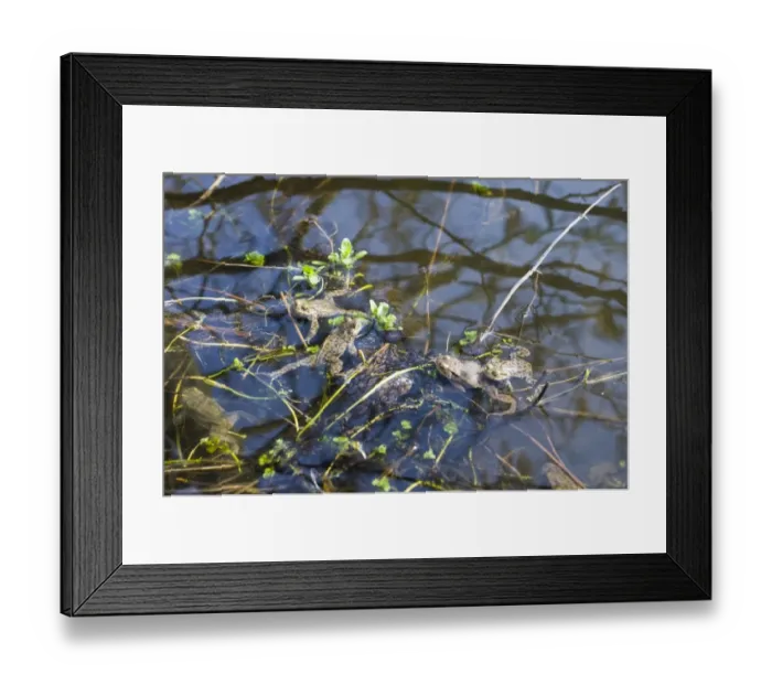 Framed Print : Common Toads Bufo bufo in pond in spring Norfolk Framed Print : Common Toads Bufo bufo in pond in spring Norfolk