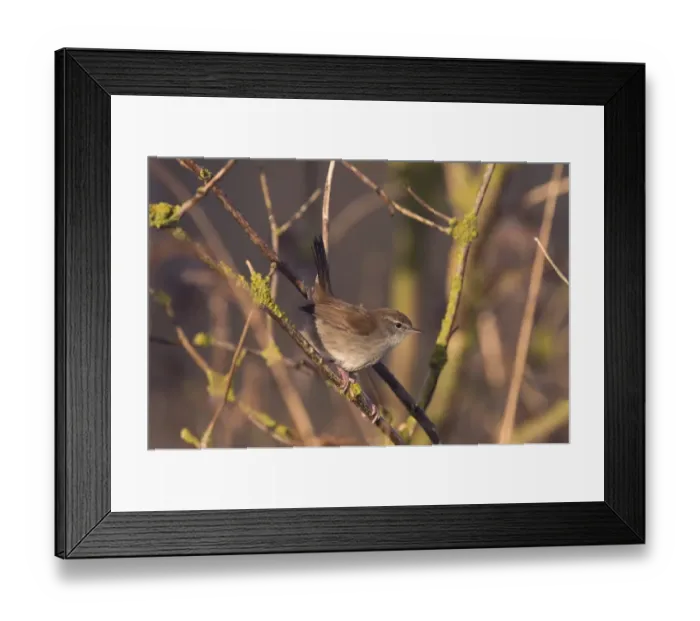 Framed Print : Cettis Warbler Cettia cetti Norfolk April Framed Print : Cettis Warbler Cettia cetti Norfolk April