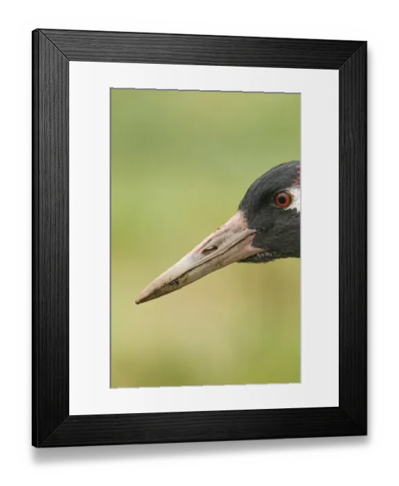 Framed Print : Common Crane Grus grus Norfolk winter Framed Print : Common Crane Grus grus Norfolk winter