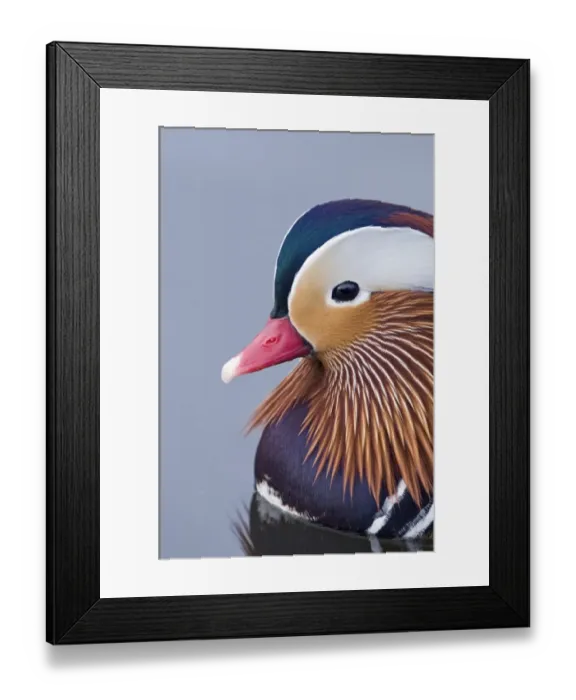Framed Print : Mandarin Aix galericulata drake Norfolk winter Framed Print : Mandarin Aix galericulata drake Norfolk winter