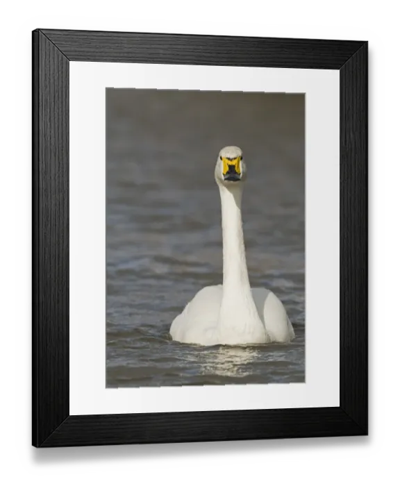 Framed Print : Bewicks Swans Cygnus columbianus Slimbridge Glos UK February Framed Print : Bewicks Swans Cygnus columbianus Slimbridge Glos UK February