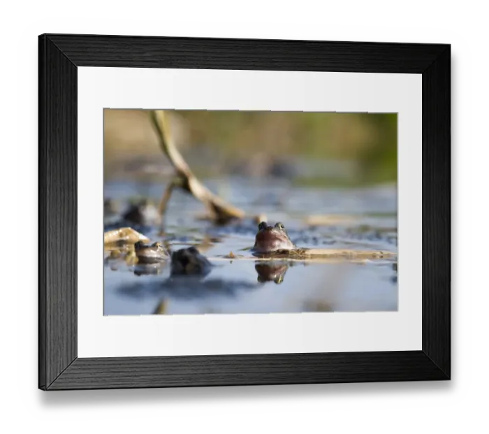 Framed Print : Common Frog Rana temporania breeding in pond in spring Norfolk March