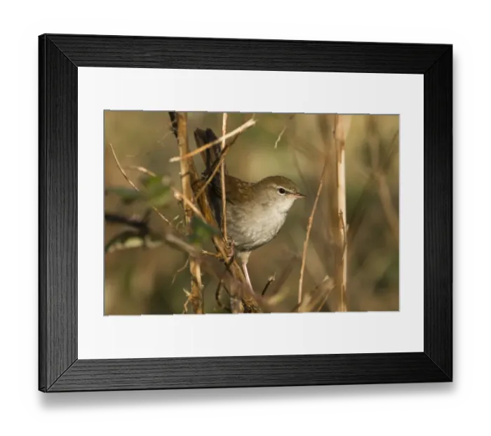 Framed Print : Cettis Warbler Cettia cetti Norfolk April Framed Print : Cettis Warbler Cettia cetti Norfolk April
